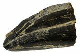Serrated, Tyrannosaurus (T-Rex) Tooth Tip - Montana #176375-1